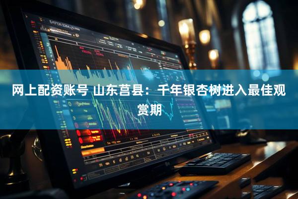 网上配资账号 山东莒县：千年银杏树进入最佳观赏期