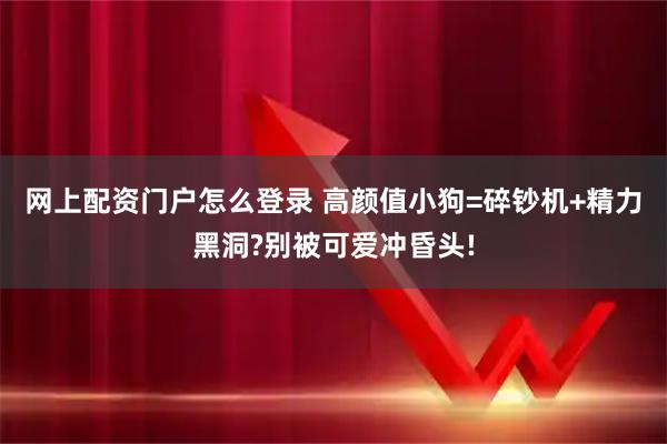 网上配资门户怎么登录 高颜值小狗=碎钞机+精力黑洞?别被可爱冲昏头!
